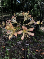Lycoris radiata