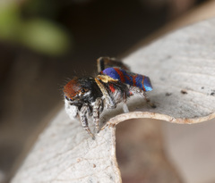 Maratus gemmifer