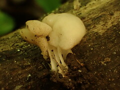 Helvella crispa