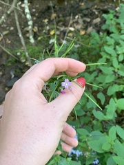 Epilobium parviflorum