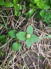 Stellaria media
