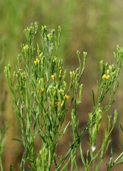 Euthamia occidentalis