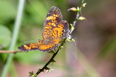 Phyciodes tharos