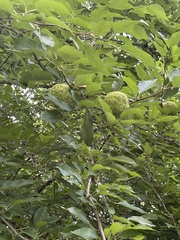 Maclura pomifera