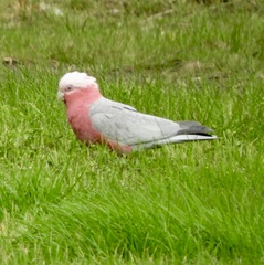 Eolophus roseicapilla