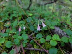 Linnaea borealis