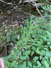Epilobium parviflorum