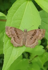 Antigonus funebris