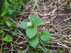 Stellaria media