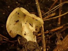Helvella crispa