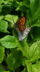 Tharsalea mariposa