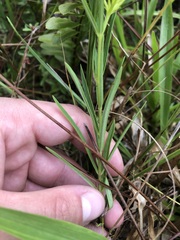 Asclepias pedicellata