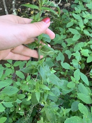 Epilobium parviflorum