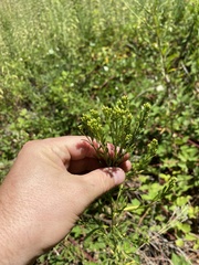 Euthamia occidentalis