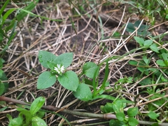 Stellaria media