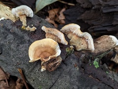 Stereum subtomentosum