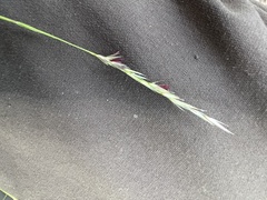 Sporobolus vaginiflorus