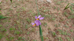 Olsynium scirpoideum