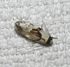 Euphiltra epilecta