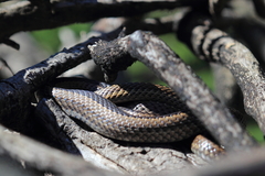 Philodryas chamissonis