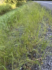 Sporobolus vaginiflorus