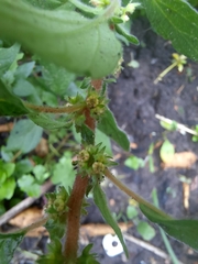 Parietaria officinalis