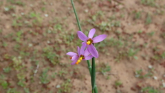 Olsynium scirpoideum