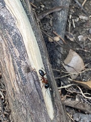 Camponotus texanus