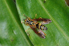 Spilomyia gratiosa