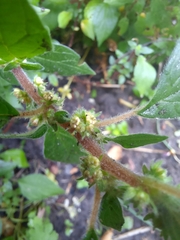 Parietaria officinalis