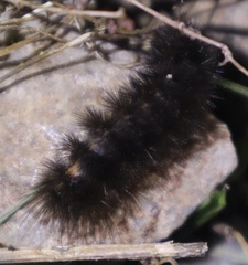 Spilosoma lubricipeda