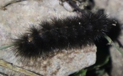 Spilosoma lubricipeda