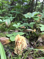 Ramaria