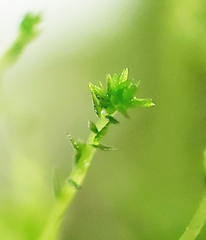 Aulacomnium palustre