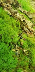 Geoglossum