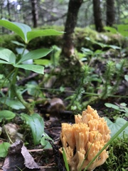 Ramaria
