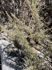 Artemisia californica