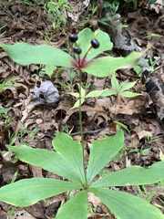 Medeola virginiana