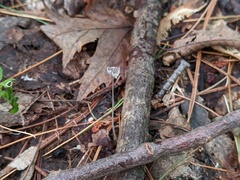 Coprinopsis stercorea