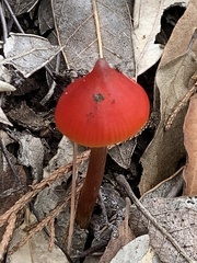 Hygrocybe conica