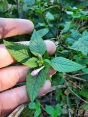 Galeopsis