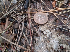 Coprinopsis stercorea