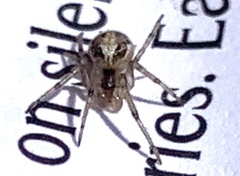 Zygiella x-notata