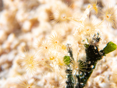 Myrionema amboinense