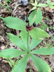 Medeola virginiana