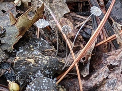 Coprinopsis stercorea