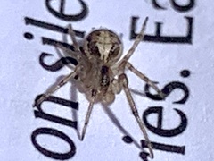 Zygiella x-notata