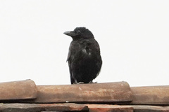 Corvus corone