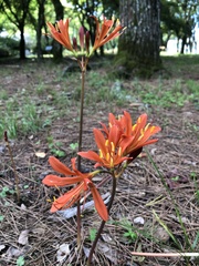 Lycoris radiata