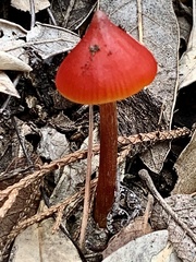 Hygrocybe conica